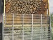 Excluder for One Brood Frame Fight Varroa