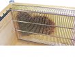 Excluder C-shaped Lateral Brood Frame Varroa