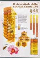Honey Bee Life Cycle Chart, 64x88cm