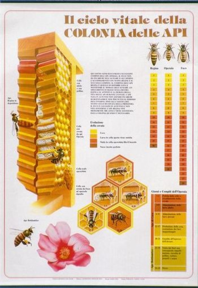 Bee Life Cycle Chart