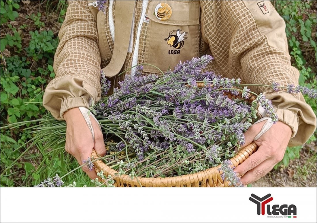 Miele di Lavanda. In Italia introvabile, in Francia uno dei più famosi