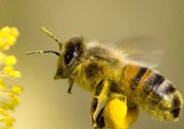 Importanza delle proteine nella alimentazione delle api