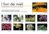 Serie fotografie 'I fiori del miele', 9 foto a colori 210x300 mm