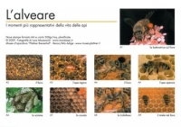 Série de photographies « La ruche »